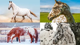 The Appaloosa Horse A Spotted Legend of Beauty and Strength [upl. by Aidnis]