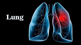 Lungs  Medial views structure and function preview  Anatomy  Kenhub [upl. by Fuller]