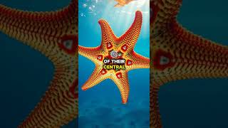 How Do Starfish Regrow Lost Arms MindBlowing Science Revealed [upl. by Down943]