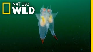 Watch These Adorable Sea Creatures’ Graceful Mating Dance  Nat Geo Wild [upl. by Peltier]