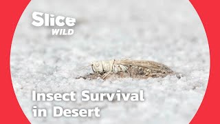 Insects and Reptiles the Deserts Only Inhabitants  SLICE WILD [upl. by Inhoj]