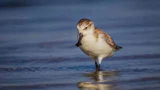 Discover the Rare Beauty of the Spoonbilled Sandpiper birds wildlife [upl. by Alrahs170]