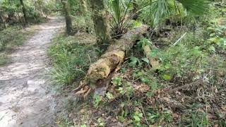 Water in Woods amp Pine Tree Fell with Hurricane Milton at Barr Street Little Big Econ State Forest [upl. by Dorothee184]