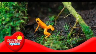 What are Reptiles  More Grades 25 Science on the Learning Videos Channel [upl. by Daniel]