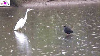 Under heavy rain Swamphen repelling Egret from fishing territory [upl. by Arrac]