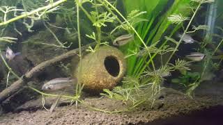 Group of Apistogramma megaptera [upl. by Arimay]