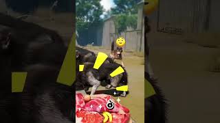 Chú chó đáng thương luôn luôn bị bắt nạt xuhuong funny viralvideo viralvideo dog [upl. by Zailer449]