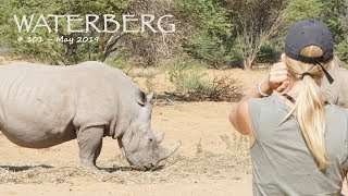 Waterberg Wilderness Rhino Trekking  Namibia [upl. by Riggs]