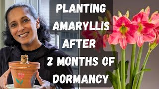 Waking Up Amaryllis Bulbs After Dormancy  How To Plant Amaryllis [upl. by Norvin]