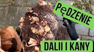 Jak pędzić dalie i kany Pędzenie dalii Ogrodowe inspiracje Gardening in Poland [upl. by Sagerman]