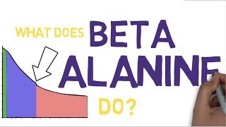 BETA ALANINE EXPLAINED  What is Beta Alanine [upl. by Yruama]