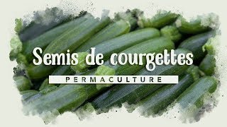 Comment réussir ses semis de courgettes [upl. by Arikaahs]