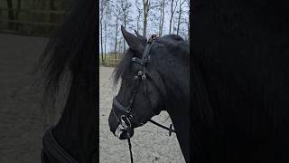 Live with Queen👑Uniek  Friesian Horses [upl. by Kciregor]