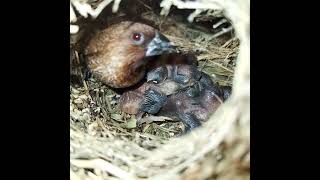 Ep109 Scalybreasted munia Birds Mothers keep babies warm in four nests  All bird nests [upl. by Taam]