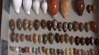 My seashells collection  Ma collection de coquillages cypraea conus cowries murex [upl. by Aynot]