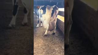 How cows are milked in big dairy farms [upl. by Neeuq275]