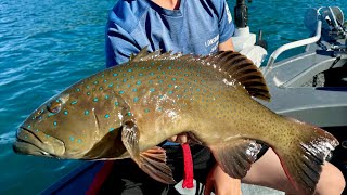 Melbourne to Airlie Beach camping and fishing [upl. by Fife]