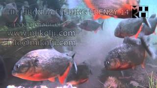 Piranhas are SO Misunderstood  The Truth About a Piranha Feeding Frenzy [upl. by Adnilg]