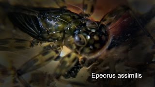 Epeorus assimilis [upl. by O'Meara]