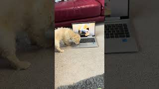 Milo the Cavapoochon  Watching funny pet videos cavapoochon lol puppylife [upl. by Kiona]