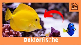 Wie halte ich Doktorfische im Meerwasseraquarium [upl. by Orlina775]