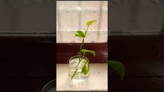 Grow Money plant from single leaf in WaterDecorative Purpose At Hometrendinglatestshortsviral [upl. by Altis667]