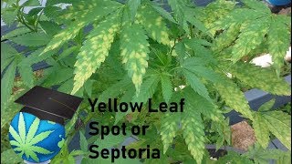 How To Identify amp Prevent Leaf Spot Disease or Leaf Septoria  Cannabis Plants [upl. by Ylevol525]