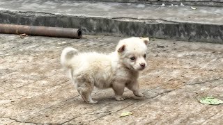 Lonely puppy was wandering to catch attention but people look at him like he’s from another world [upl. by Salim24]