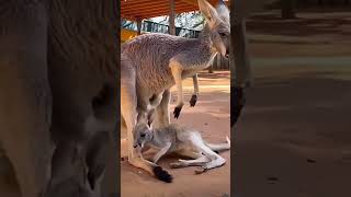 A Joey baby Kangaroo funny moment shorts kangaroo naturelovers funny wildlife kangaroobaby [upl. by Meda]