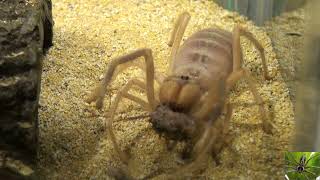 Big Camel Spider Eating Solifugae Video [upl. by Notsej901]