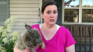 How to deal with False Pregnancy with Rabbits [upl. by Nref]