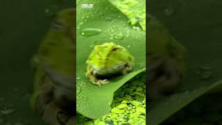 FULL HD 1080p ASUS Zenfone display demo video portrait mode [upl. by Nnylyoj]