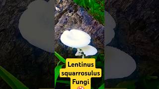 Lentinus squarrosulus Fungi shortsfeed islandvisits [upl. by Abner]