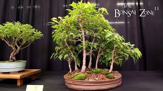 The KW Bonsai Fall Show and Sale The Bonsai Zone Sept 2024 [upl. by Nauqe]