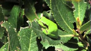 The Mediterranean tree frog Hyla meridionalis [upl. by Eenalem923]