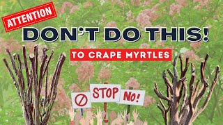 Crape Myrtle Pruning  The Good The Bad And The Please NEVER DO THIS [upl. by Aisercal]