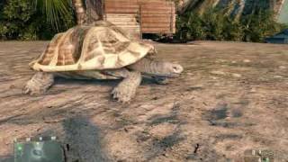 30 secs of inspiration from the crysis turtle [upl. by Lamee564]