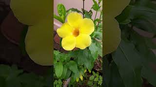 Yellow allamanda flower  yellowallamanda allamandacathartica allamandaflower [upl. by Sirtimid815]