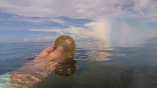 Scalloping the St Martins Keys Homosassa Springs Florida 2018 [upl. by Ahseket]