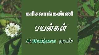 முடி வளர்ச்சி அதிகரிக்க  Karisalankanni Powder Benefits in Tamil  Eclipta Prostrata Medicinal Uses [upl. by Dyche251]