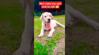 Shiro ko nazar na lage duniya ki 🖤 funny comedy love dog doglover trending shorts [upl. by Marchall]