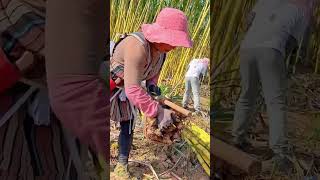 Golden sugar cane bundling process Good tools and machinery can increase work efficiency [upl. by Archibald]