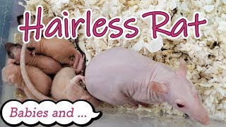 Hairless Rat Babies and [upl. by Anafetse]