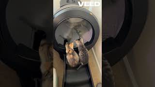 Revolutionize Cat Care Discover the LitterRobot 4 – The Ultimate SelfCleaning Litter Box ad [upl. by Taro]