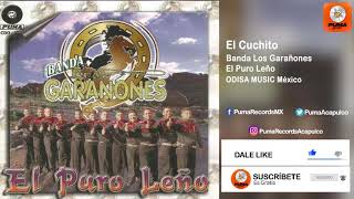 El Cuchito  Banda Los Garañones  El Puro Leño [upl. by Eatnahc]