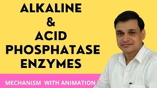 What are alkaline phosphatase and acid phosphatase enzymes [upl. by Lohcin]