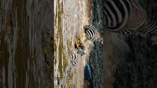 Mara River Crossing  Zebras vs Crocodiles [upl. by Iny]