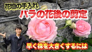 【バラ開花！】花壇の手入れampばらの花後の切り方、春剪定のメリットをお伝えします 【株を大きくするには】【二番花を咲かせる】【肥料】【薔薇】【園芸】 [upl. by Anissa]