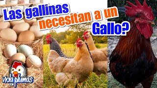 ¿Las gallinas ponen huevos sin tener un gallo Si o No  y muestro el avance del gallinero [upl. by Schmeltzer656]