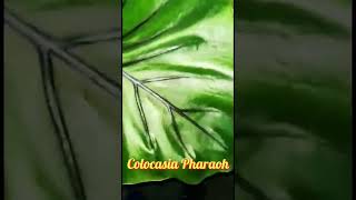 Beautifull colocasia Pharaoh mask colocasia Shorts gardening [upl. by Robinetta]